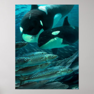 Poster Learning to hunt macman