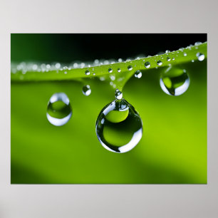 Poster L'eau chute sur les feuille