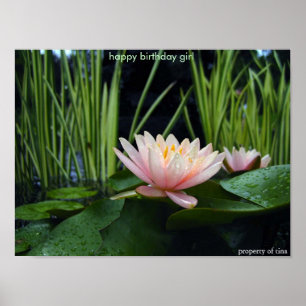 Poster L'eau lilly après pluie