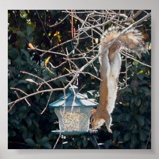 Poster L'écureuil affamé vole de la nourriture de l'éleve