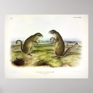 Poster L'écureuil marmotte ou l'écureuil terrestre de Fra