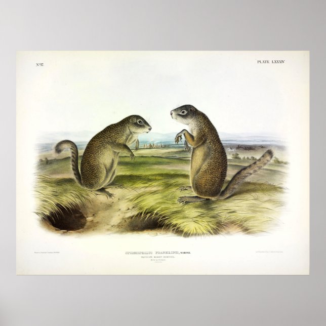 Poster L'écureuil marmotte ou l'écureuil terrestre de Fra (Devant)
