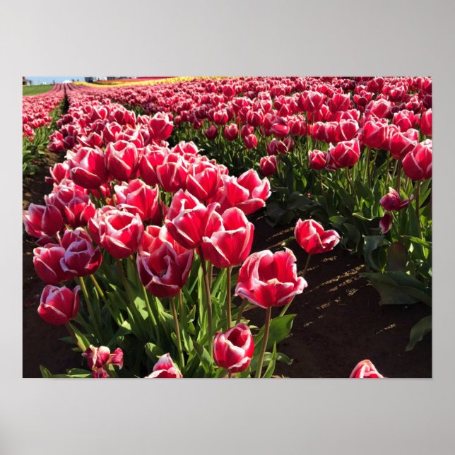 Poster Leen Van Der Mark Tulips, Oregon (Devant)