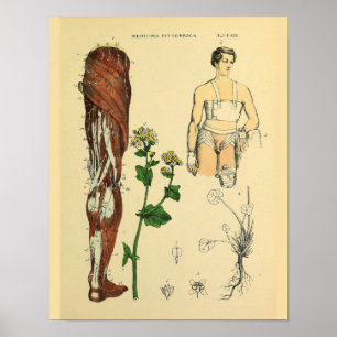 Poster Leg Nerves Muscles Anatomie Médicale Art Imprimer