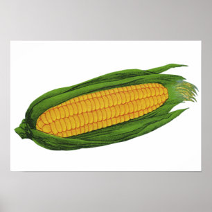 Poster Légumes alimentaires vintages; Maïs jaune sur la c