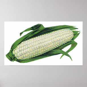 Poster Légumes vintages de la nourriture Maïs blanc sur l