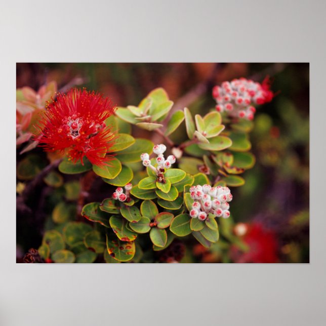 Poster Lehua Blossoms In Hawaï Volcanoes (Devant)
