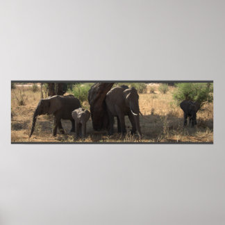 Poster L'élégance des éléphants