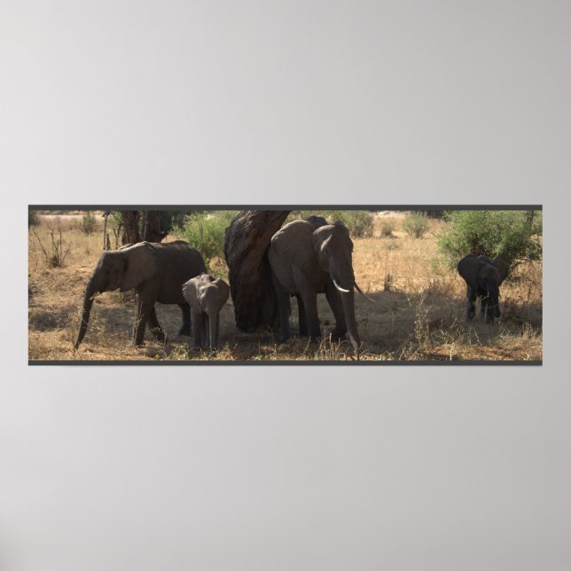 Poster L'élégance des éléphants (Devant)