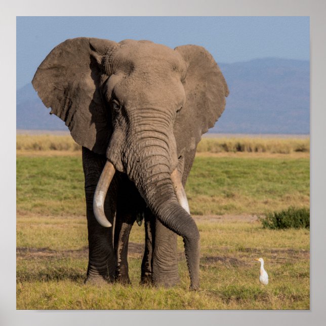 Poster L'éléphant à la recherche du jardin (Devant)