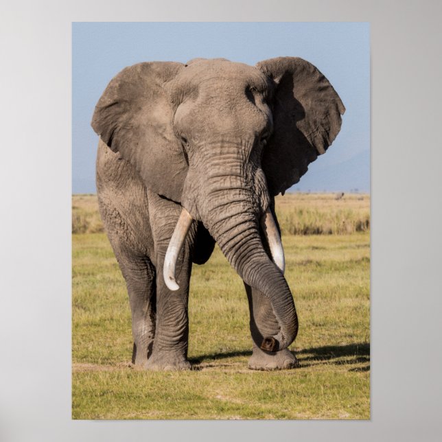 Poster L'éléphant dans une posture agressive (Devant)