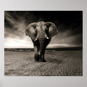 Poster L'éléphant en fuite