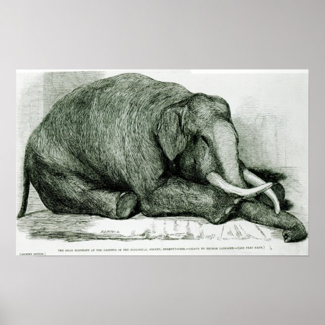 Poster L'éléphant mort (Devant)