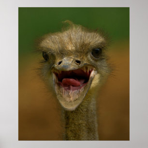 Poster L'Embrace d'Ostrich