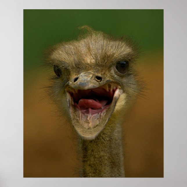 Poster L'Embrace d'Ostrich (Devant)
