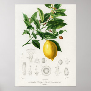 Poster Lemon Citrus Fruit Botanical Limonium Illustration
