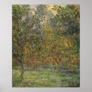 Poster Lemon Grove à Bordighera par Claude Monet