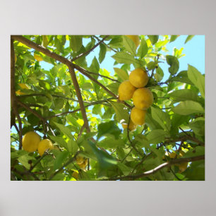 POSTER LEMON TREE