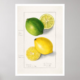 POSTER "LÉMONS" BOTANIQUES AMANDA ALMIRA NEWTON