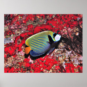 Poster L'empereur des poissons-anges aux Maldives