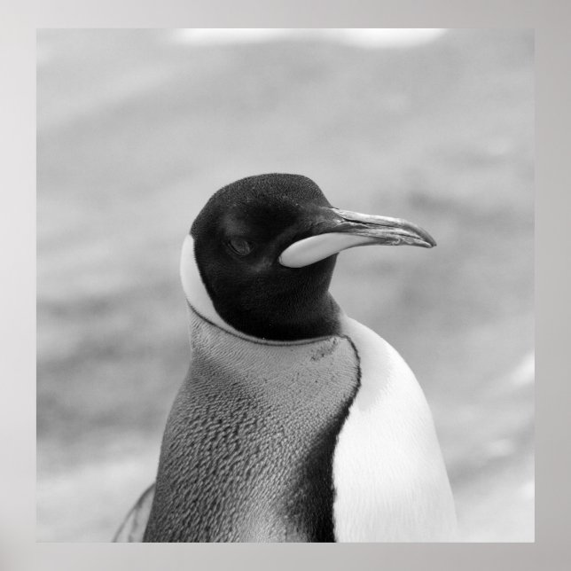 Poster "L'empereur Penguin" (Devant)