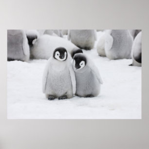 Poster L'empereur Penguin Chicks sur la glace en Antarcti