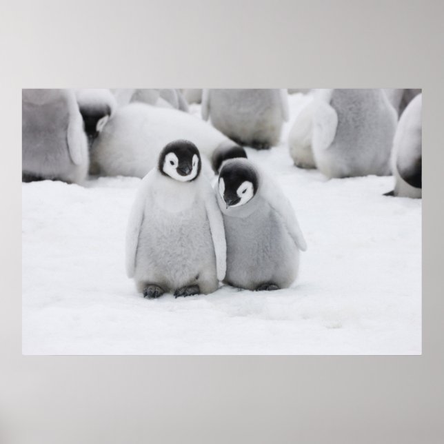 Poster L'empereur Penguin Chicks sur la glace en Antarcti (Devant)
