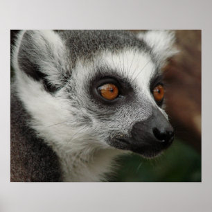 Poster Lemur