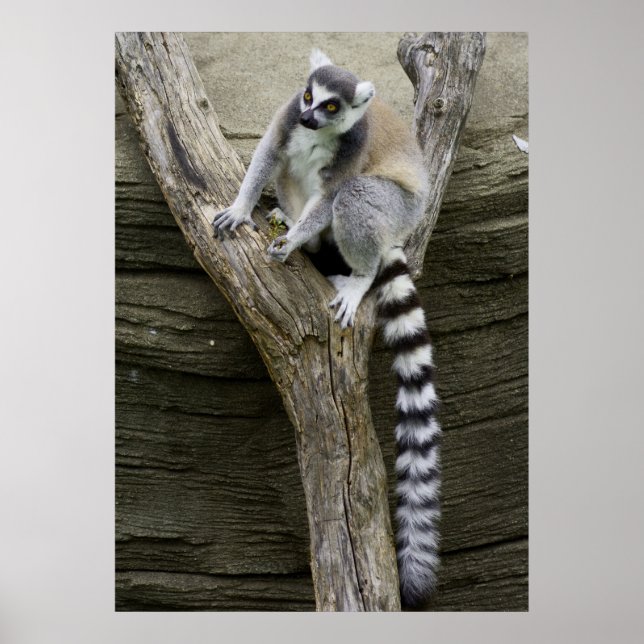Poster Lemur (Devant)