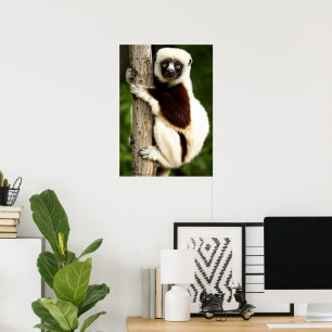 Poster Lémurien Sifaka dans la forêt de Madagascar