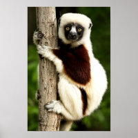 Lémurien Sifaka dans la forêt de Madagascar