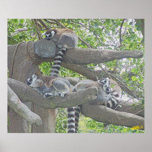 Poster Lemurs