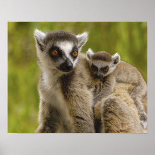 Poster Lémurs à queue annelée (Lemur catta) Mère et bébé.