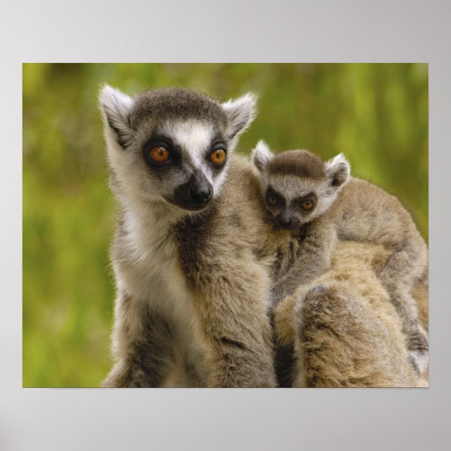 Poster Lémurs à queue annelée (Lemur catta) Mère et bébé. (Devant)
