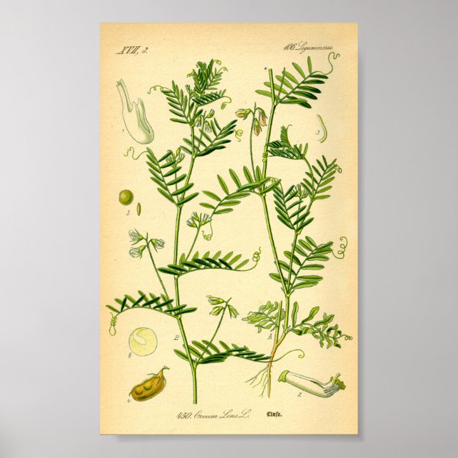 Poster Lentil (Lens culinaris) (Devant)