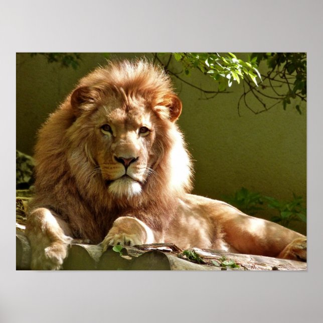 Poster Leo (Devant)