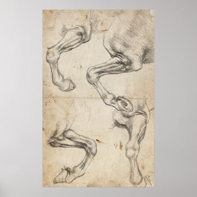 Poster Léonard Étudier Pour Les Jambes De Cheval (Devant)