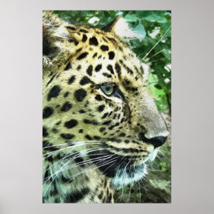 POSTER LEOPARD