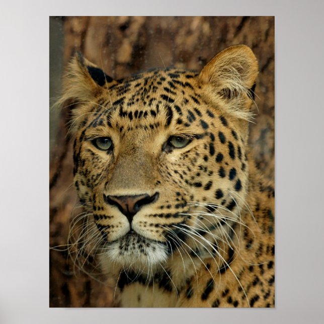 Poster Leopard (Devant)