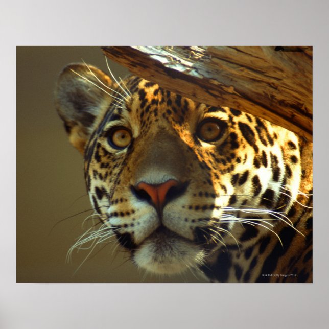 Poster Leopard (Devant)