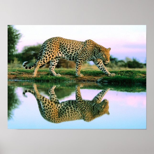 Poster Leopard à l'eau (Devant)