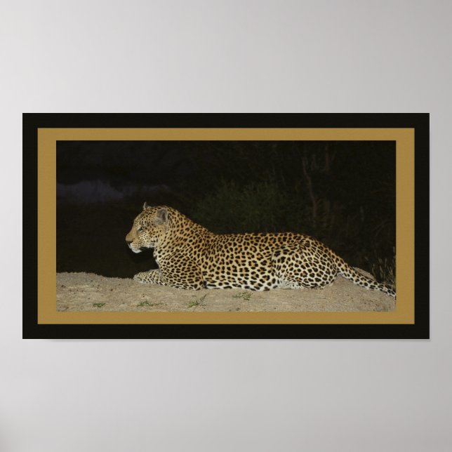 Poster Leopard allongé sur le banc de sable (Devant)