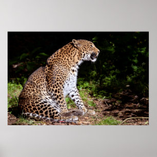 Poster Léopard assis