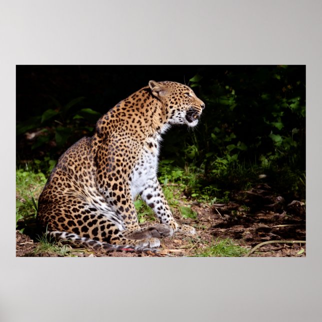 Poster Léopard assis (Devant)