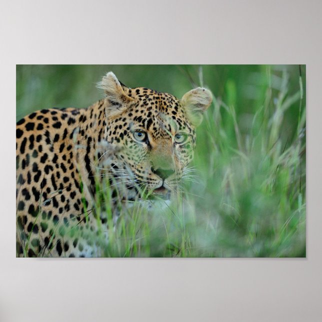 Poster Leopard d'Afrique (A close-up shot captures a leopard amidst tall green grass!)