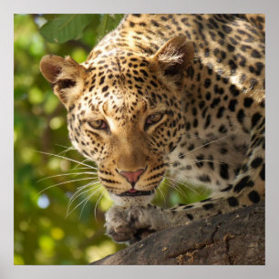 Poster Leopard dans un arbre