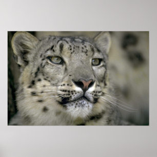Poster Léopard de neige