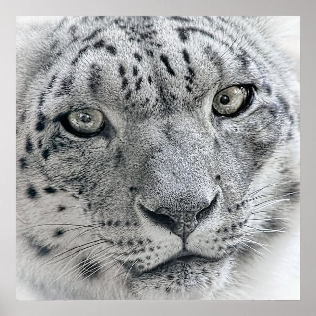 Poster Léopard de neige blanc exotique (Devant)