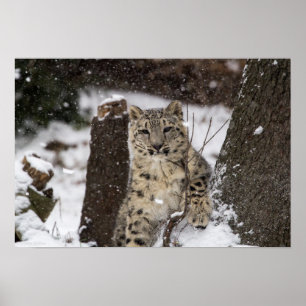 Poster Léopard de neige CUB