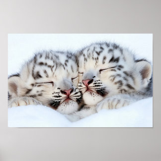 Poster Léopard des neiges Animal sauvage Environnement na